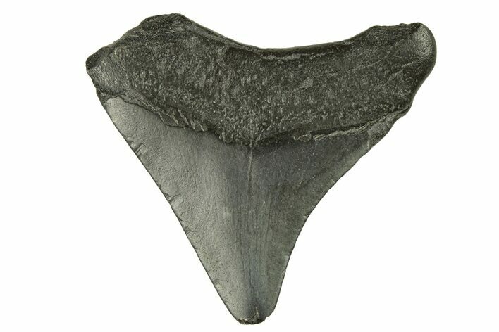 Juvenile Megalodon Tooth - South Carolina #258629